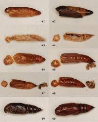Attēlu rezultāti vaicājumam “Aporia crataegi pupa”