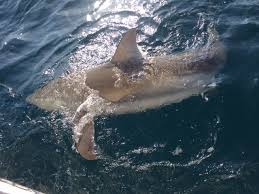 Image result for Carcharhinus obscurus
