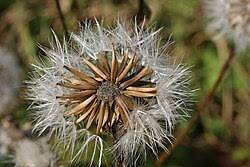 Attēlu rezultāti vaicājumam “Crepis tectorum fruit”