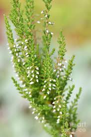 Attēlu rezultāti vaicājumam “Calluna vulgaris leaf”