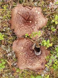 Attēlu rezultāti vaicājumam “Sarcodon imbricatum”