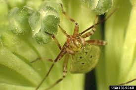 Attēlu rezultāti vaicājumam “Lygus nymph nymph”