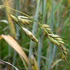 Attēlu rezultāti vaicājumam “Bromus secalinus”