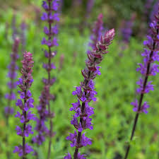 Attēlu rezultāti vaicājumam “Salvia nemorosa leaf”