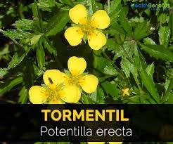 Image result for Potentilla tormentilla