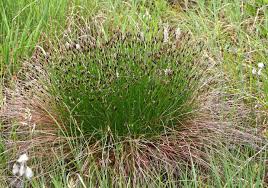 Attēlu rezultāti vaicājumam “Schoenus ferrugineus flower”