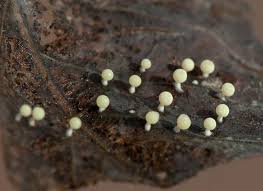 Attēlu rezultāti vaicājumam “Physarum bryomacrocarpum macro”