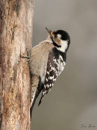 Attēlu rezultāti vaicājumam “Dendrocopos minor”