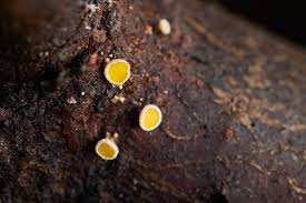 Attēlu rezultāti vaicājumam “Lycogala irregulare macro”