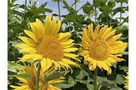 Image result for Sonnenblume