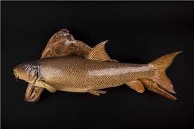 Image result for Barbus barbus