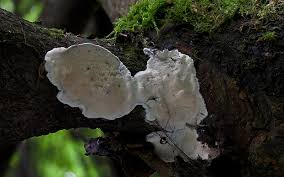 Attēlu rezultāti vaicājumam “Skeletocutis nivea”