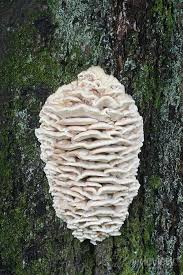 Attēlu rezultāti vaicājumam “Climacodon septentrionalis”