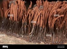 Attēlu rezultāti vaicājumam “Stemonitis lignicola”