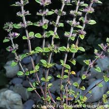 Attēlu rezultāti vaicājumam “Acinos arvensis flower”