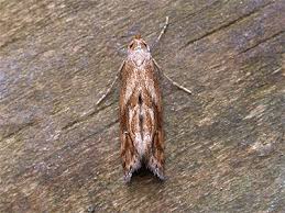 Attēlu rezultāti vaicājumam “Epermenia falciformis”