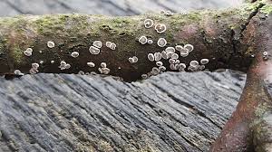 Attēlu rezultāti vaicājumam “Lachnella alboviolascens”