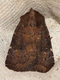 Attēlu rezultāti vaicājumam “Rusina ferruginea female”