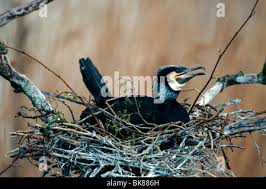 Attēlu rezultāti vaicājumam “Phalacrocorax carbo nest”