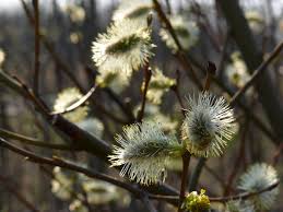 Attēlu rezultāti vaicājumam “Salix myrsinifolia”
