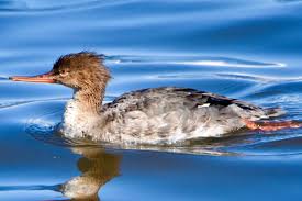 Attēlu rezultāti vaicājumam “Mergus serrator female”