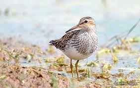 Image result for Calidris melanotos