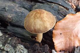 Attēlu rezultāti vaicājumam “Pluteus umbrosus”