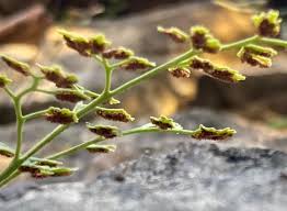 Attēlu rezultāti vaicājumam “Asplenium ruta-muraria”