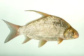 Image result for Carpiodes velifer