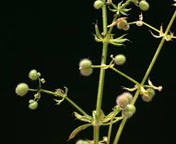 Attēlu rezultāti vaicājumam “Galium aparine fruit”