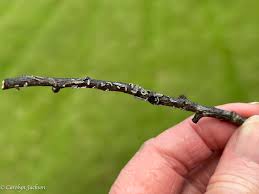 Attēlu rezultāti vaicājumam “Lignydium muscorum plasmodium”