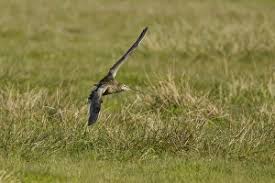 Attēlu rezultāti vaicājumam “Numenius arquata adult”