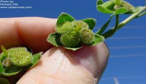 Attēlu rezultāti vaicājumam “Cynoglossum officinale flower”