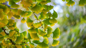 Attēlu rezultāti vaicājumam “Ginkgo biloba leaf”