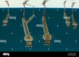 Attēlu rezultāti vaicājumam “Culex pipiens larva”