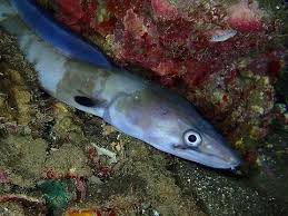 Image result for Conger conger