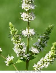 Attēlu rezultāti vaicājumam “Mentha spicata flower”