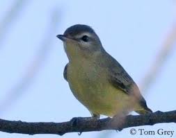 Image result for Vireo philadelphicus