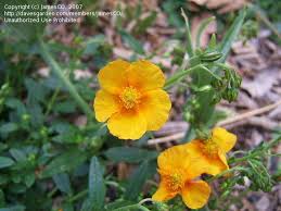 Attēlu rezultāti vaicājumam “Helianthemum nummularium fruit”