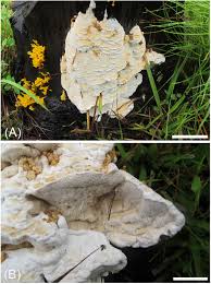 Attēlu rezultāti vaicājumam “Heterobasidion parviporum”