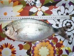 Image result for Oblada melanurus