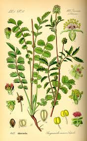 Image result for Sanguisorba minor