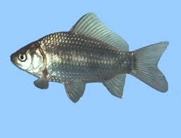 Attēlu rezultāti vaicājumam “Carassius auratus”