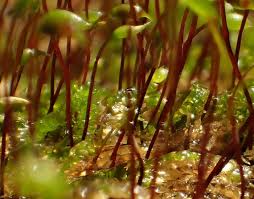 Attēlu rezultāti vaicājumam “Platyhypnidium riparioides”