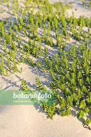 Attēlu rezultāti vaicājumam “Honckenya peploides flower”