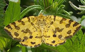 Attēlu rezultāti vaicājumam “Pseudopanthera macularia”