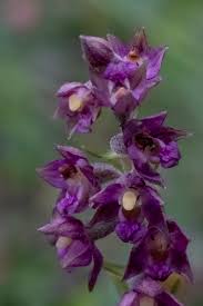 Attēlu rezultāti vaicājumam “Epipactis atrorubens fruit”