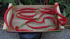 Afbeeldingsresultaat voor joe long cayenne hot pepper