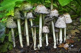 Attēlu rezultāti vaicājumam “Coprinus comatus”