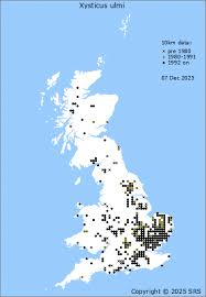 Attēlu rezultāti vaicājumam “Xysticus ulmi adult”